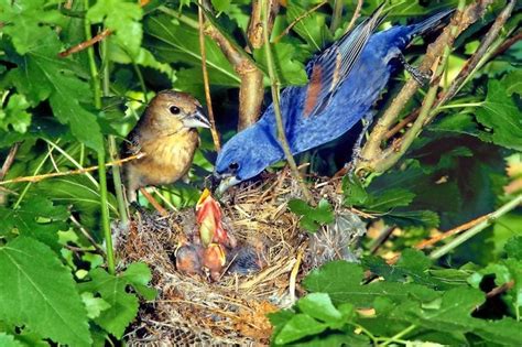 Get to Know Gorgeous Blue Grosbeaks - Birds and Blooms