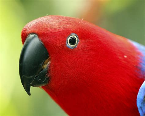 Female Eclectus Parrot at the Bloedel Conservatory in Vanc… | Flickr