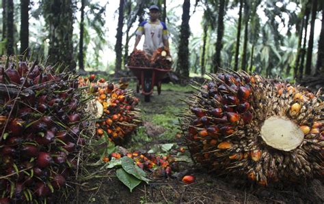 SEMINAR PENINGKATAN PRODUKSI TBS DAN PRODUKTIVITAS KERJA PADA KEBUN ...