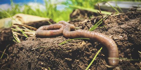 Fun Facts About Earthworms Habitat - The Earth Images Revimage.Org