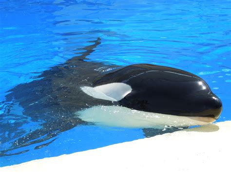 Loro Parque: research confirms that orca Morgan has a hearing ...