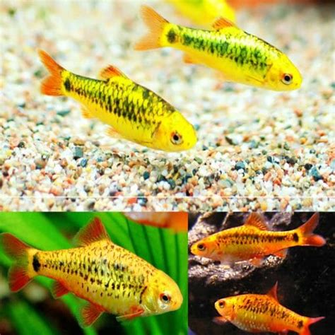 Aquarium Central -Barb - Golden Barb (Puntius semifasciolatus) 3-4cm ...