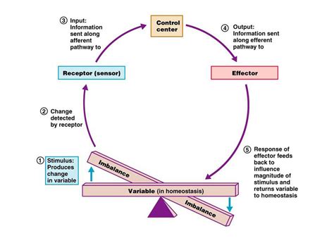 Homeostasis: positive/ negative feedback mechanisms : Anatomy & Physiology