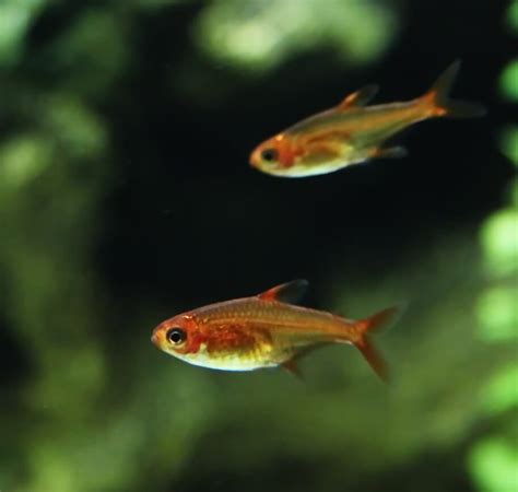 Ember Tetra 101: Care, Size, Breeding, Lifespan, & More