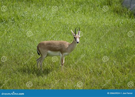 Goitered Gazelle in Habitat Stock Photo - Image of horned, subgutturosa ...