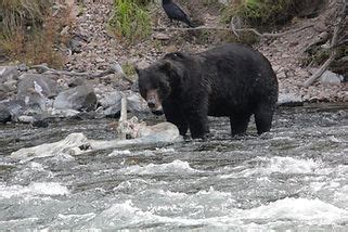 Yellowstone Tours From Jackson Hole | Yellowstone Safari Tours