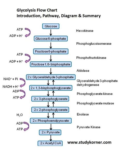 Glycolysis Flow Chart Introduction Pathway Diagram & Summary - StudyPK ...