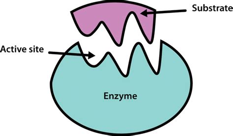 Enzymes | Definition, Classification & Functions