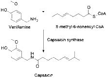 Capsaicin - Wikipedia