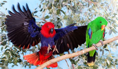 The eclectus parrot is mind-bendingly beautiful - Australian Geographic