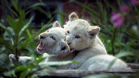 Lion Cubs Playing Wallpaper,HD Animals Wallpapers,4k Wallpapers,Images ...