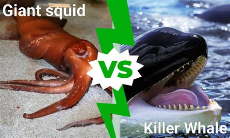 Epic Battle: Can a Giant Squid Take Down a Killer Whale in a Fight? - A ...