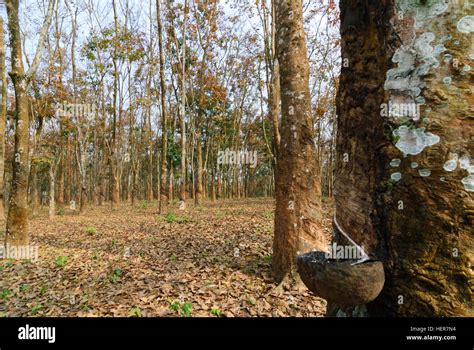 Rubber plantation hi-res stock photography and images - Alamy