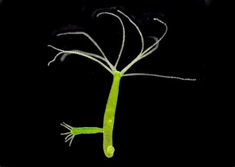 Budding Hydra, Living | KLM Bio Scientific