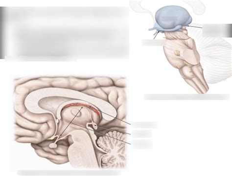 The diencephalon: epithalamus Diagram | Quizlet