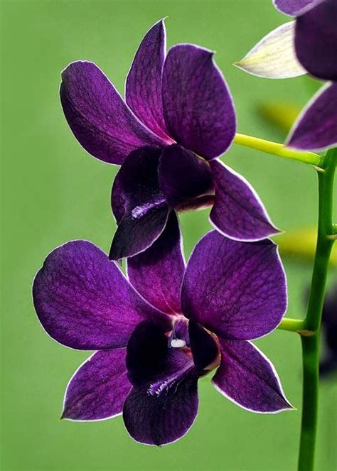 Dark Purple Dendrobium Orchids