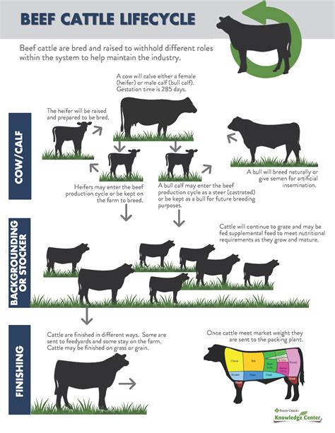 Beef Cattle Production System and the Beef Cattle Lifecycle | Farm ...