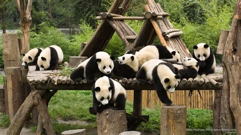 Panda playground, Wolong Nature Reserve, China by superstock | Panda ...