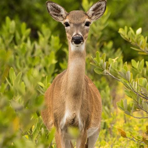 Species Overview — Florida Keys Wildlife Society