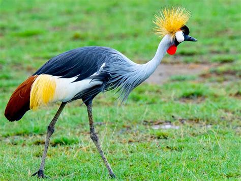 Top 20 Birds of Uganda, bird species in Uganda & birding tours in Uganda