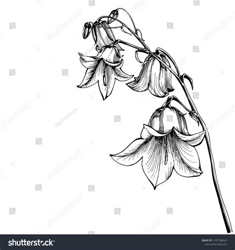 788 Bluebell Line Art Images, Stock Photos & Vectors | Shutterstock