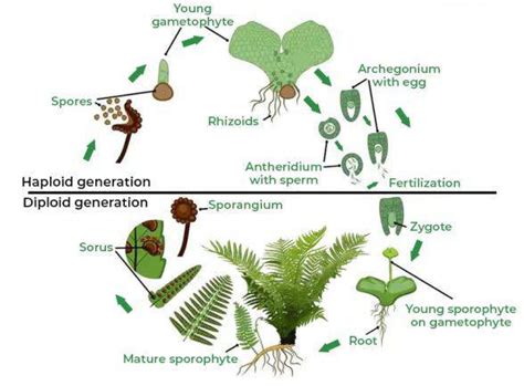 Pteridophytes Life Cycle