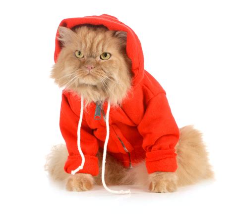 Whisker Fabulous - Can cats wear clothes? Five tips for cat owners