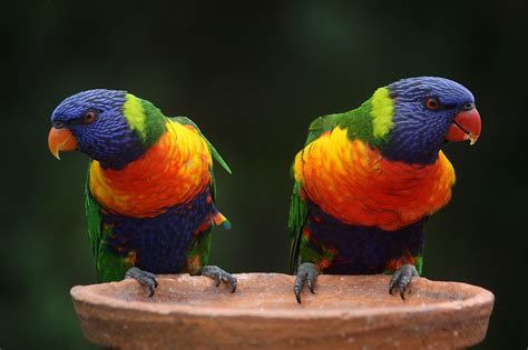 8 of World's Most Exotic Birds by Sweeney Feeders