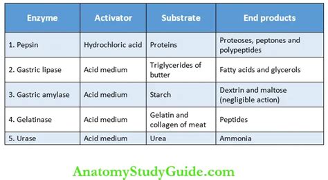 Physiology Stomach Functions Properties Notes - Anatomy Study Guide