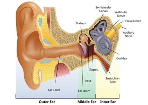 Explain the structure and working of human ear with labelled diagram ...