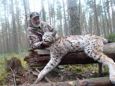 Eurasian Lynx hunting