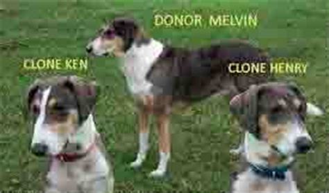 Dog Cloning Basics: Costs and Process