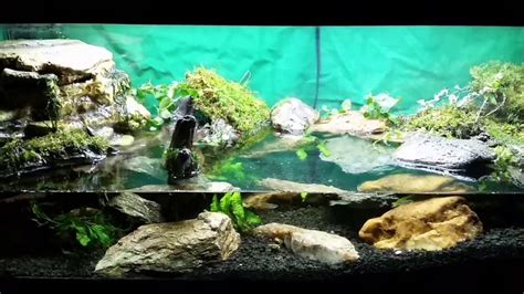 Red Clawed Mangrove Crab Tank | Tanked aquariums, Hermit crab tank ...