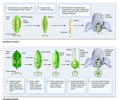 Evolution Of Seed Plants - Plants BY