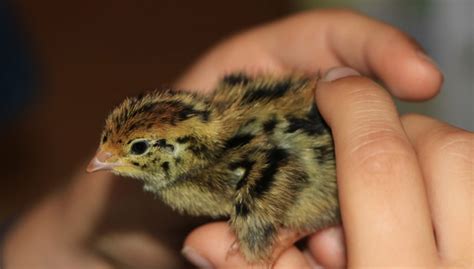 7 Pet Quail Breeds That Are Perfect for Kids