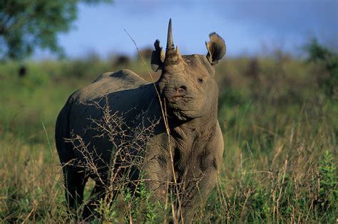 Fun Facts About Rhinos | Save The Rhino