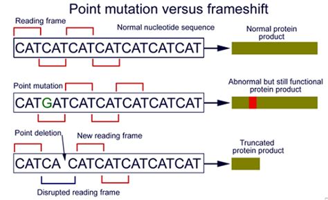 Difference between Point Mutation and Frameshift Mutation - KnowsWhy.com