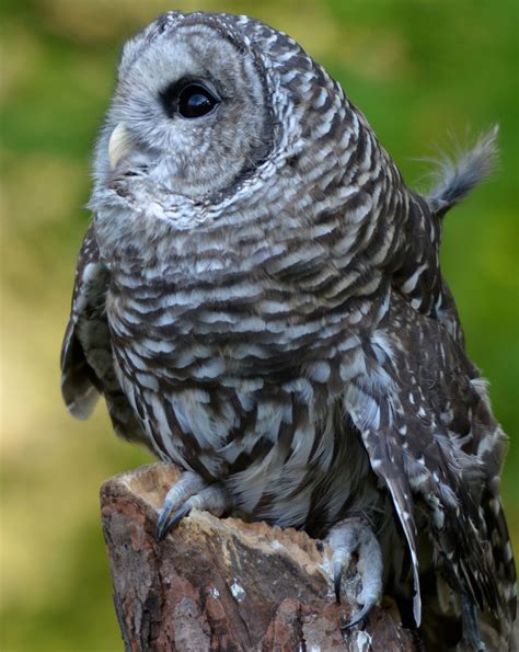 Red and the Peanut: The soulful eyes of a Barred Owl...