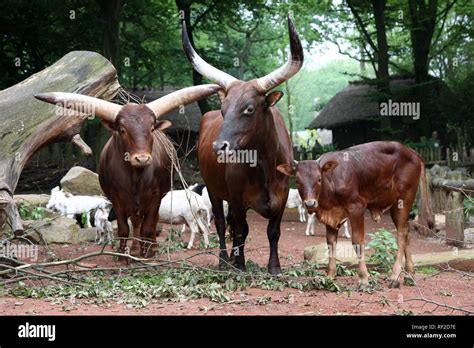 Watusi or Watussi (Bos taurus) cattle, bull in the middle, cow left ...