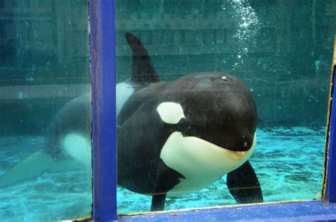 Morgan the orca gives birth to baby calf despite 'no breeding' contract ...