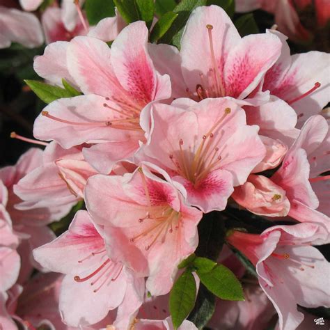 Azalea 'Pink Lace' — Green Acres Nursery & Supply