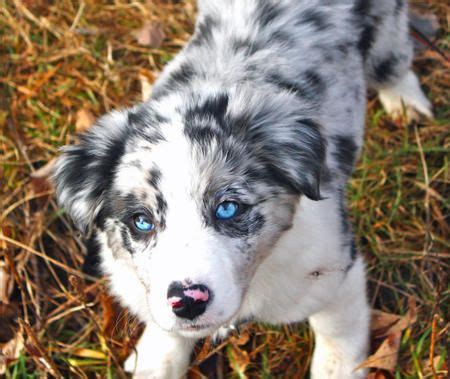 63+ Miniature Blue Merle Border Collie Puppies - l2sanpiero