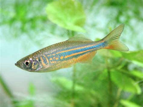 13 Stunning Freshwater Fish That Are Easy To Care For | Fishkeeping Advice