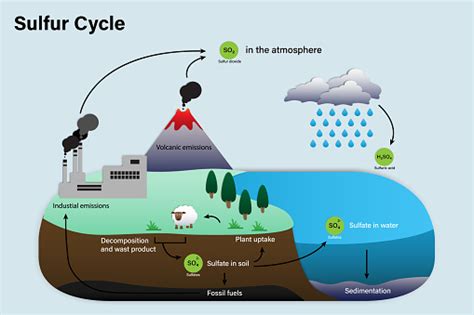 Diagram Of Sulfur Cycle Stock Illustration - Download Image Now - iStock