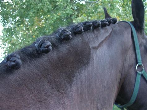 Smartpak catalog forelock braid?