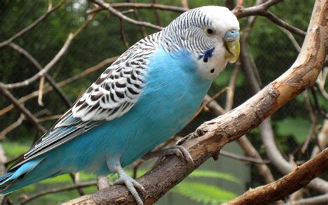 Australian birds who make great pets - Pets