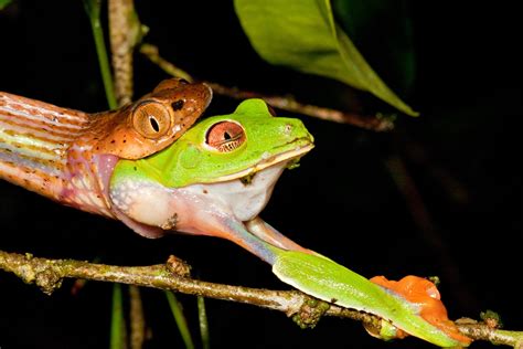 PsBattle: Frog getting eaten by a snake : r/photoshopbattles