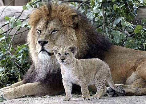 Un père et son fils, au zoo de Neuwied, en Allemagne, le 26 juin 2017 ...