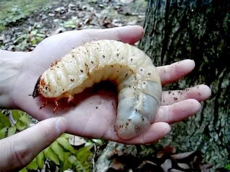 Larva de um besouro Hércules (Dynastes hercules) encontrado nas ...