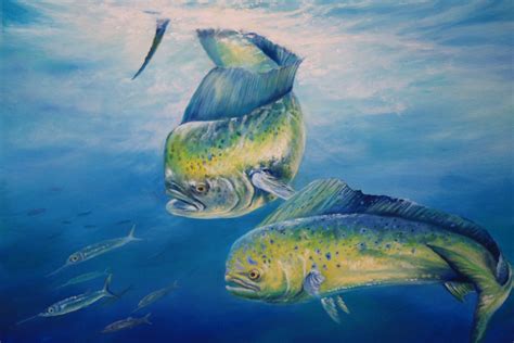 Mahi Mahi fish painting The Chase 20 x 24 by KimWestberryArt